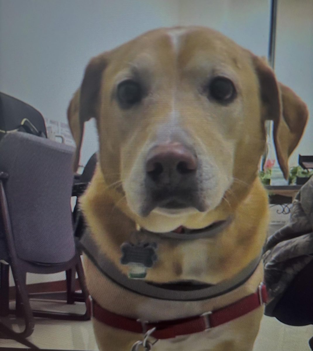 Sonney the Therapy Dog provides his services to NFA Students on Tuesdays and Thursdays.